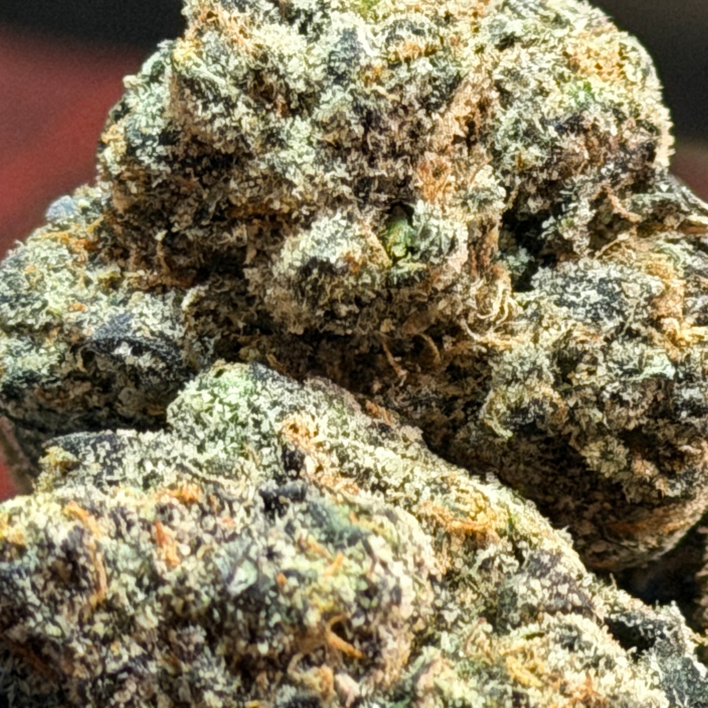 University - Blue Nerdz THCA Exotic Hemp Flower (3.5g)